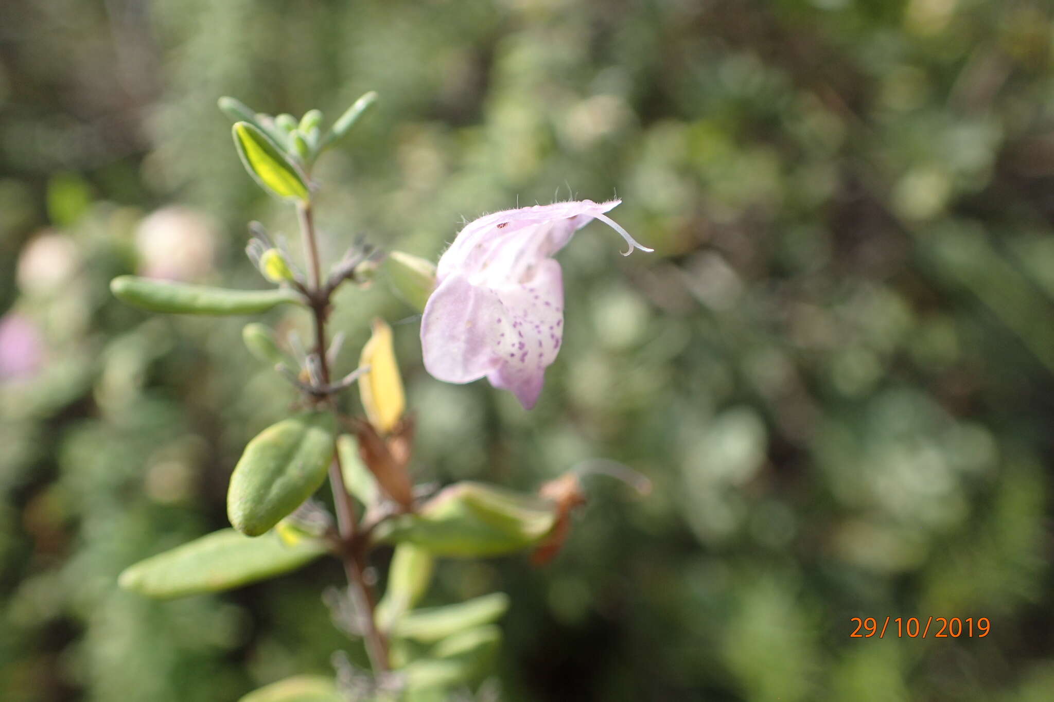 Image of Etonia rosemary