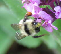 Sivun Bombus centralis Cresson 1864 kuva