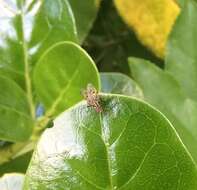 Anthomyia punctipennis Wiedemann 1830的圖片