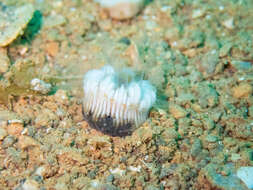 Image of striped bum coral