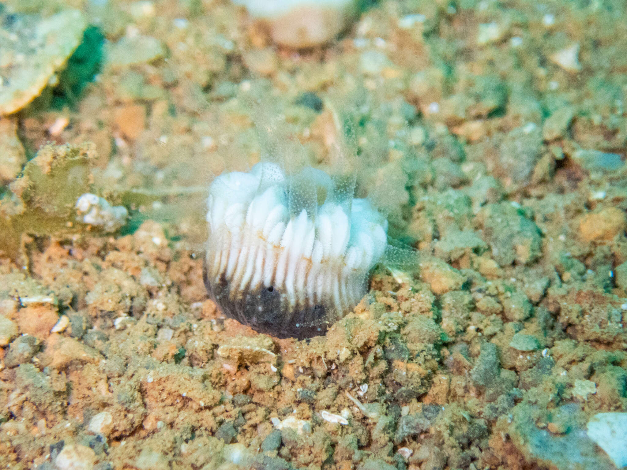 Image of striped bum coral