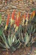 Image of Nespruit rock aloe