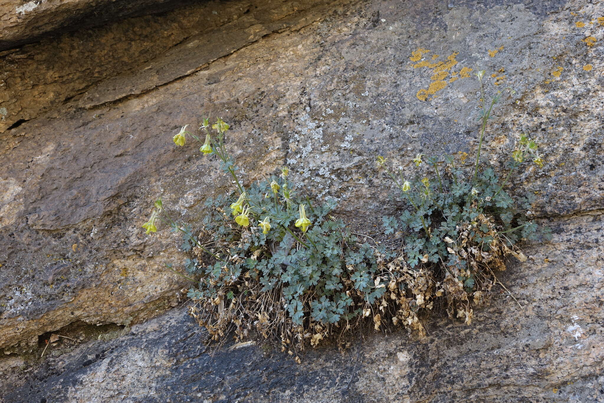 Image of Aquilegia viridiflora Pall.