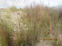 Image of Juncus kraussii Hochst.