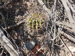 Image of Echinopsis leucantha (Gillies ex Salm-Dyck) Walp.