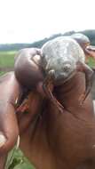 Image of Lake Vistoria Clawed Frog