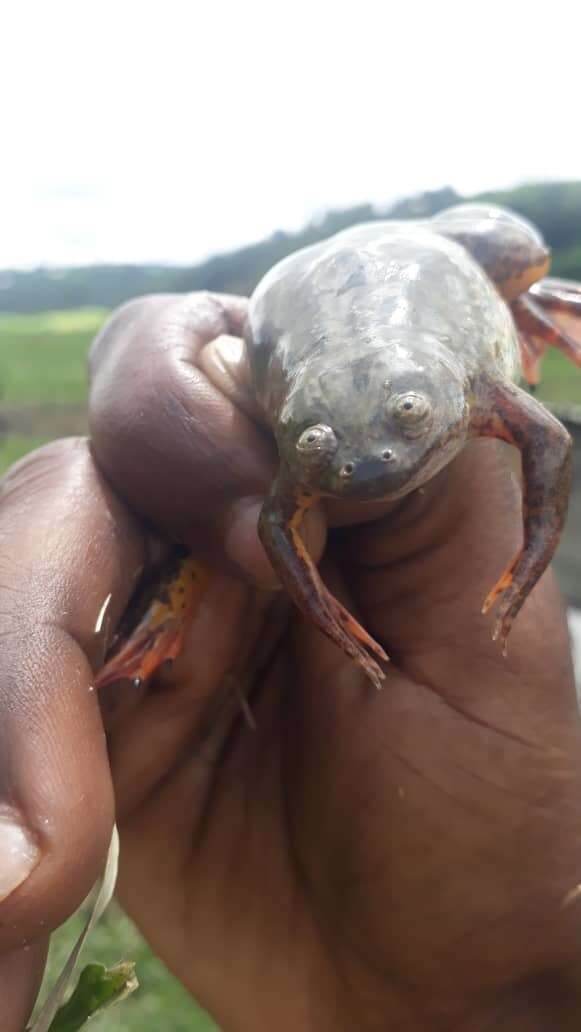 Image of Lake Vistoria Clawed Frog
