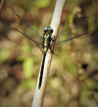 Image de Orthetrum austrosundanum Lieftinck 1953