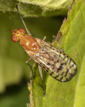 Image of Tetanocera valida Loew 1862