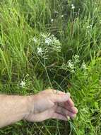 <i>Sabatia <i>macrophylla</i></i> var. macrophylla resmi