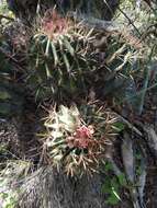 Image of Emory's barrel cactus
