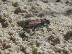 Image of Cicindela (Cicindela) lengi lengi W. Horn 1908