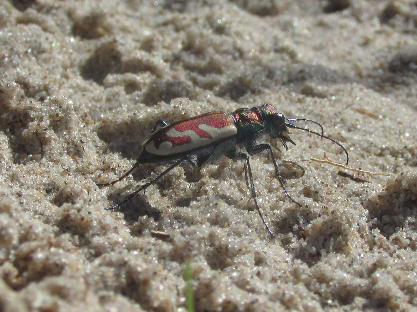 Image of Cicindela (Cicindela) lengi lengi W. Horn 1908