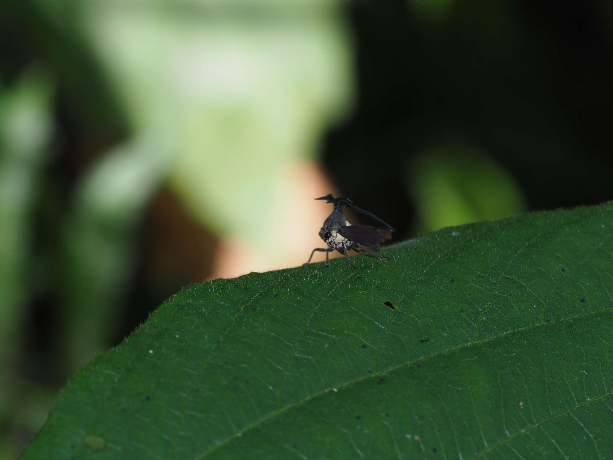 Image of Elaphiceps cervus Buckton