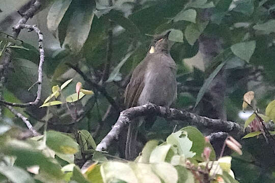 Image of Cryptic Honeyeater