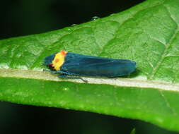 Image of Barbinolla costaricensis (Distant 1879)