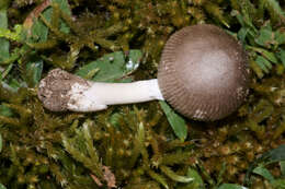 Image of Amanita virginiana (Murrill) Sacc. & Trotter 1925