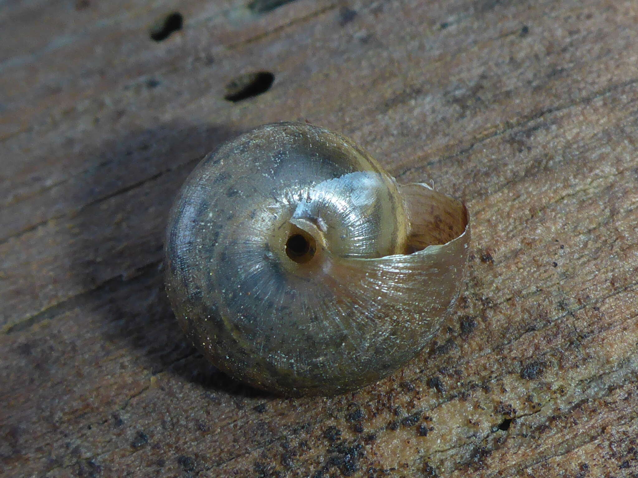 Image of Helminthoglypta nickliniana ramentosa (A. Gould 1856)