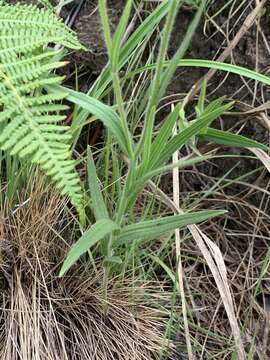 Image of Afroaster hispida (Thunb.) J. C. Manning & Goldblatt