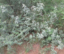 Image de Vitex zeyheri Sond. ex Schauer