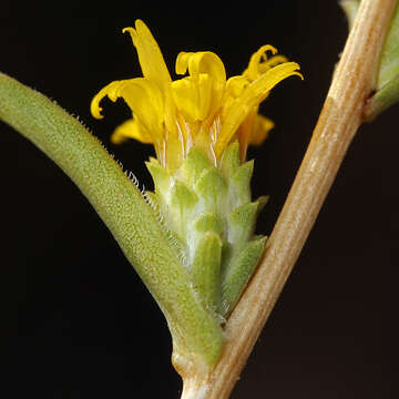 Image of clustered goldenweed