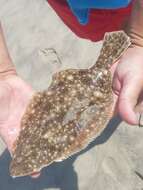 Image of Flounder