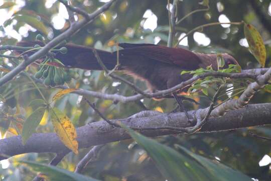 Image of Andaman Coucal