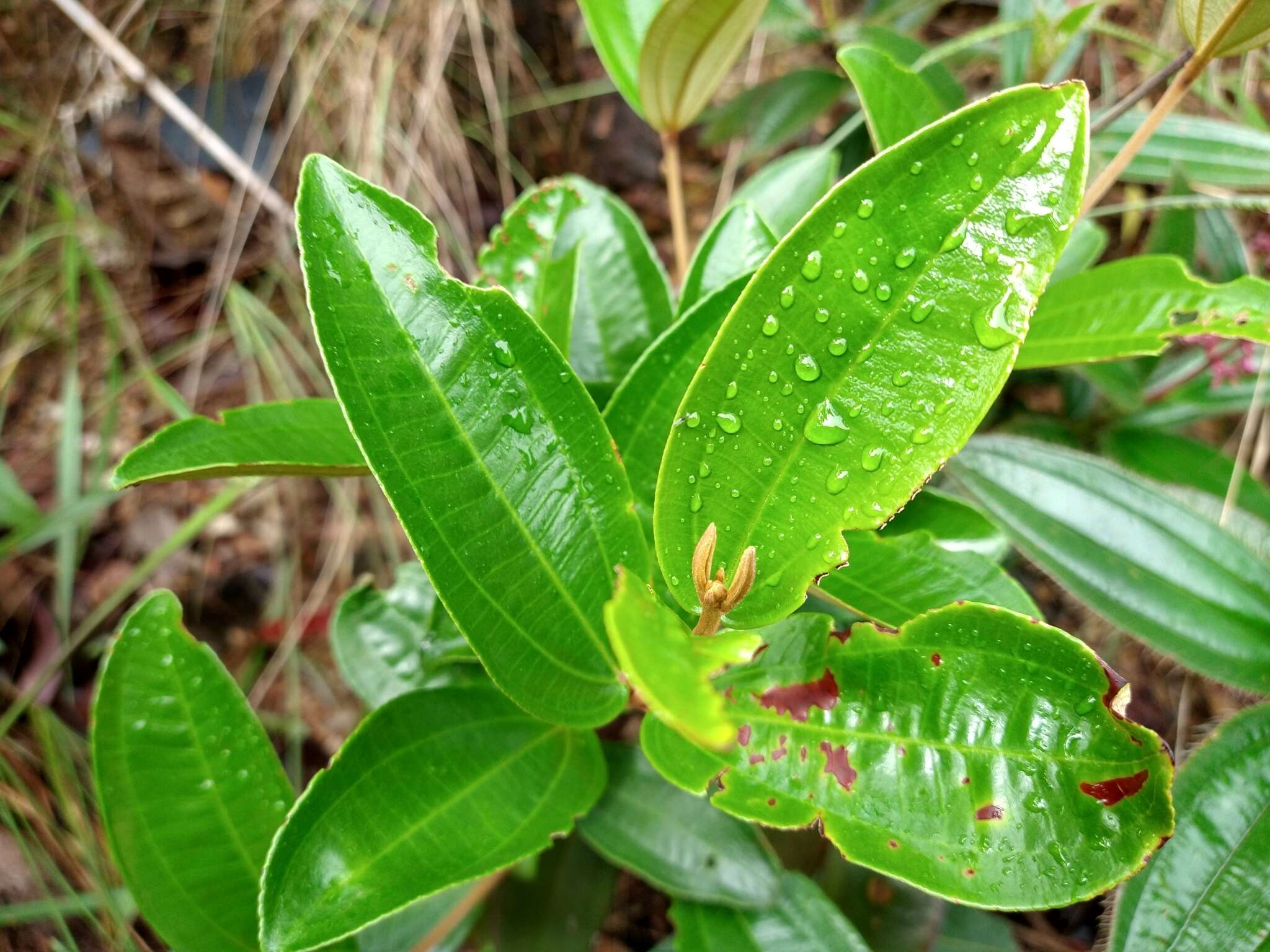 Image of Miconia ciliata (L. Rich.) DC.