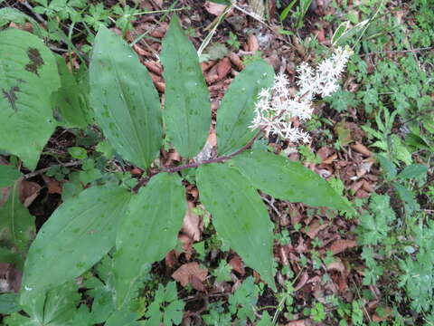 Слика од Maianthemum japonicum (A. Gray) La Frankie