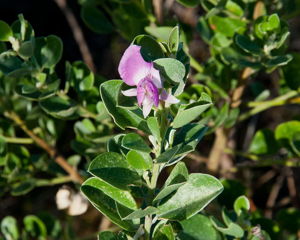 Image of Podalyria calyptrata (Retz.) Willd.