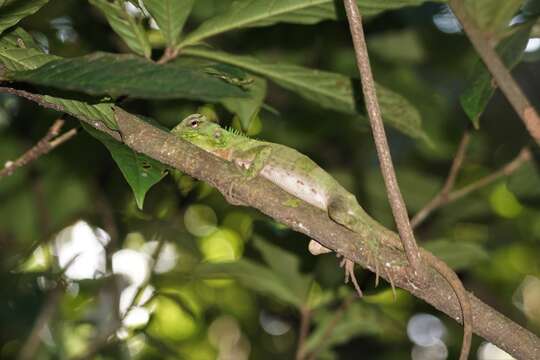 Image of Broad-headed woodlizard