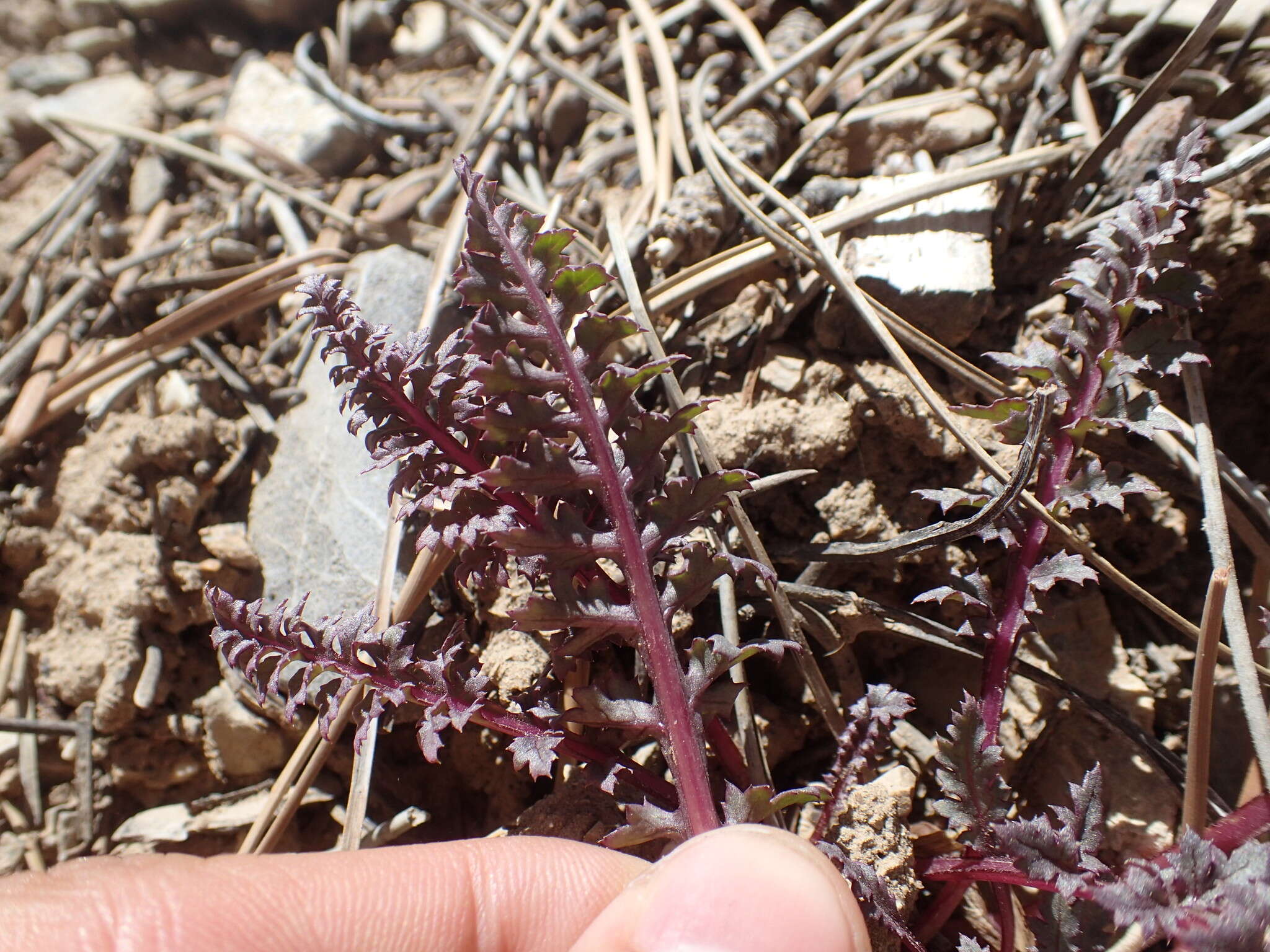 صورة Pedicularis semibarbata var. charlestonensis Pennell & Clokey