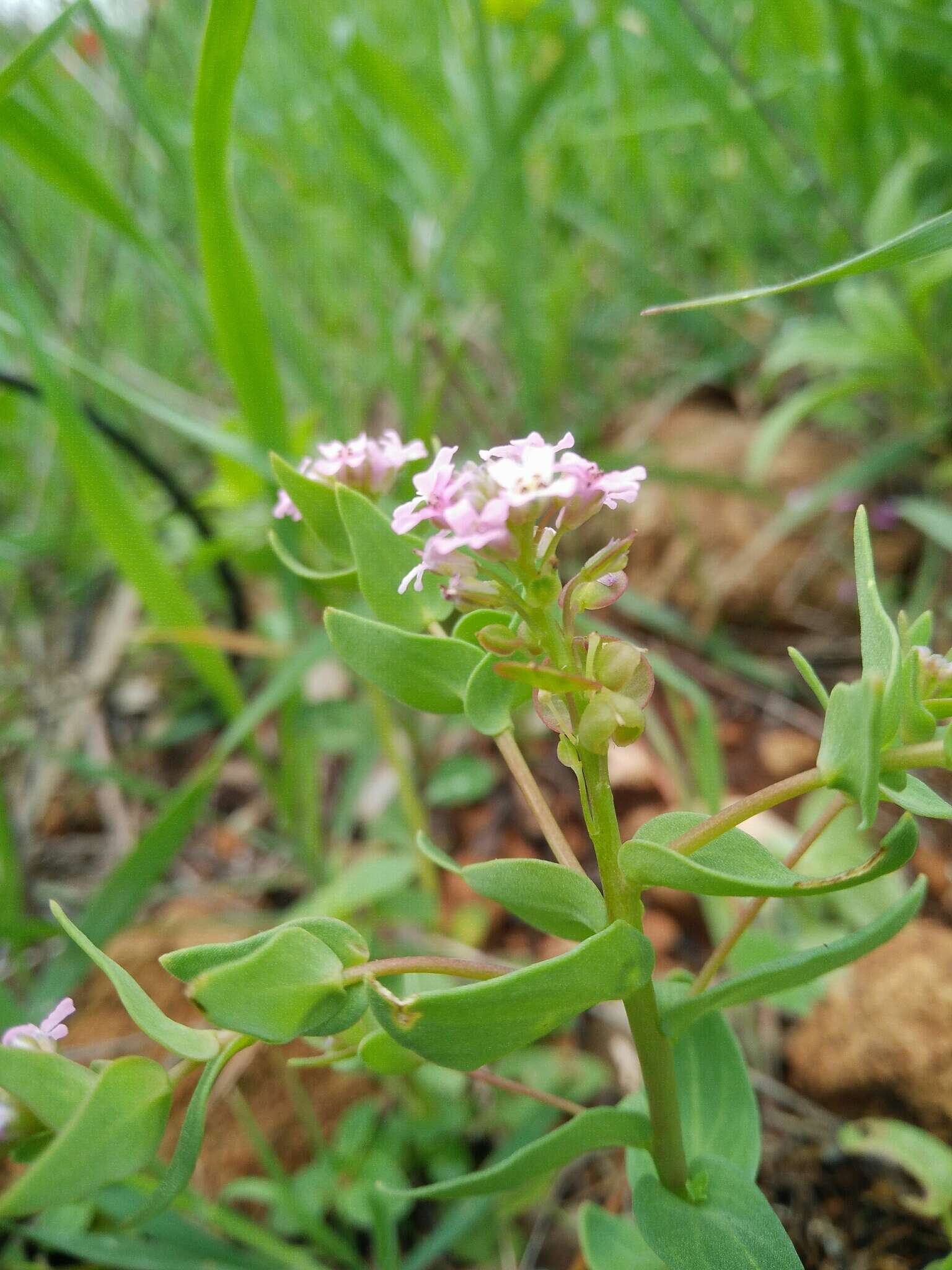 Aethionema heterocarpum J. Gay ex Trevir.的圖片