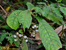 Image of Rhynchotechum discolor (Maxim.) B. L. Burtt