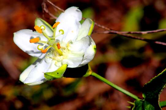 Passiflora peduncularis Cav.的圖片