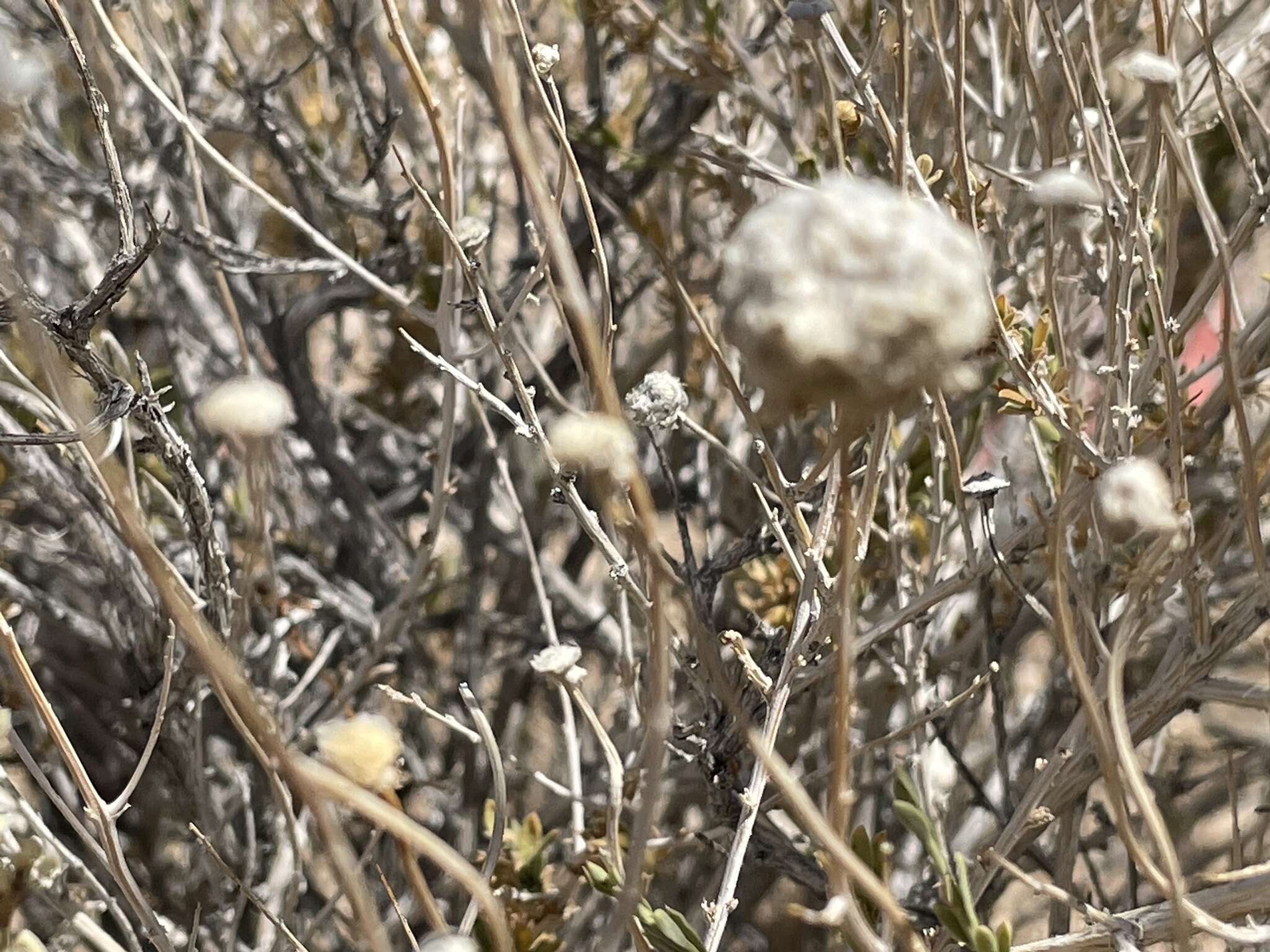 Imagem de Acamptopappus shockleyi A. Gray