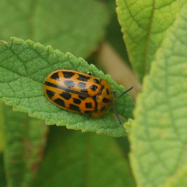 Слика од Eurypedus peltoides Boheman 1854