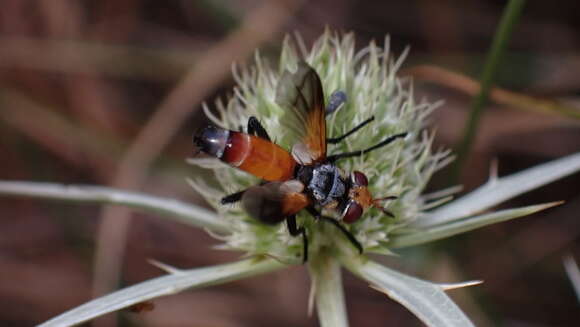 Image of Cylindromyia rufifrons (Loew 1844)