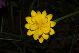 Pseudopodospermum crocifolium (Sibth. & Sm.) Zaika, Sukhor. & N. Kilian resmi