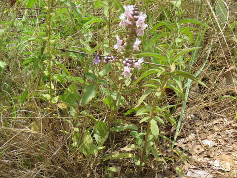 Image of rattlesnake flower