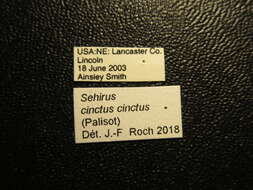 Plancia ëd Sehirus cinctus cinctus (Palisot 1811)