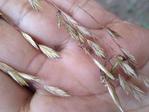 Imagem de Festuca amplissima Rupr. ex Galeotti