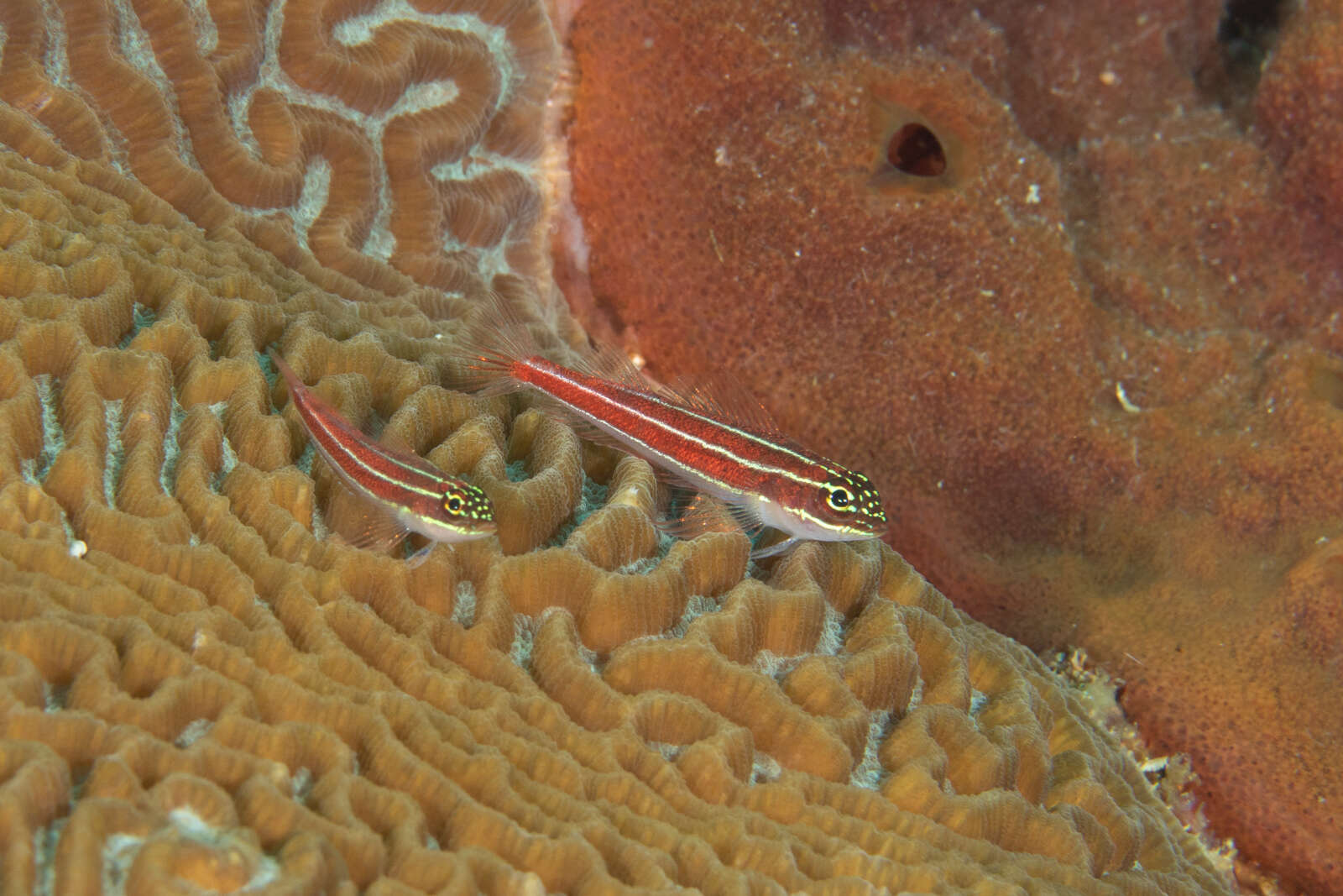 Image of Lined Triplefin