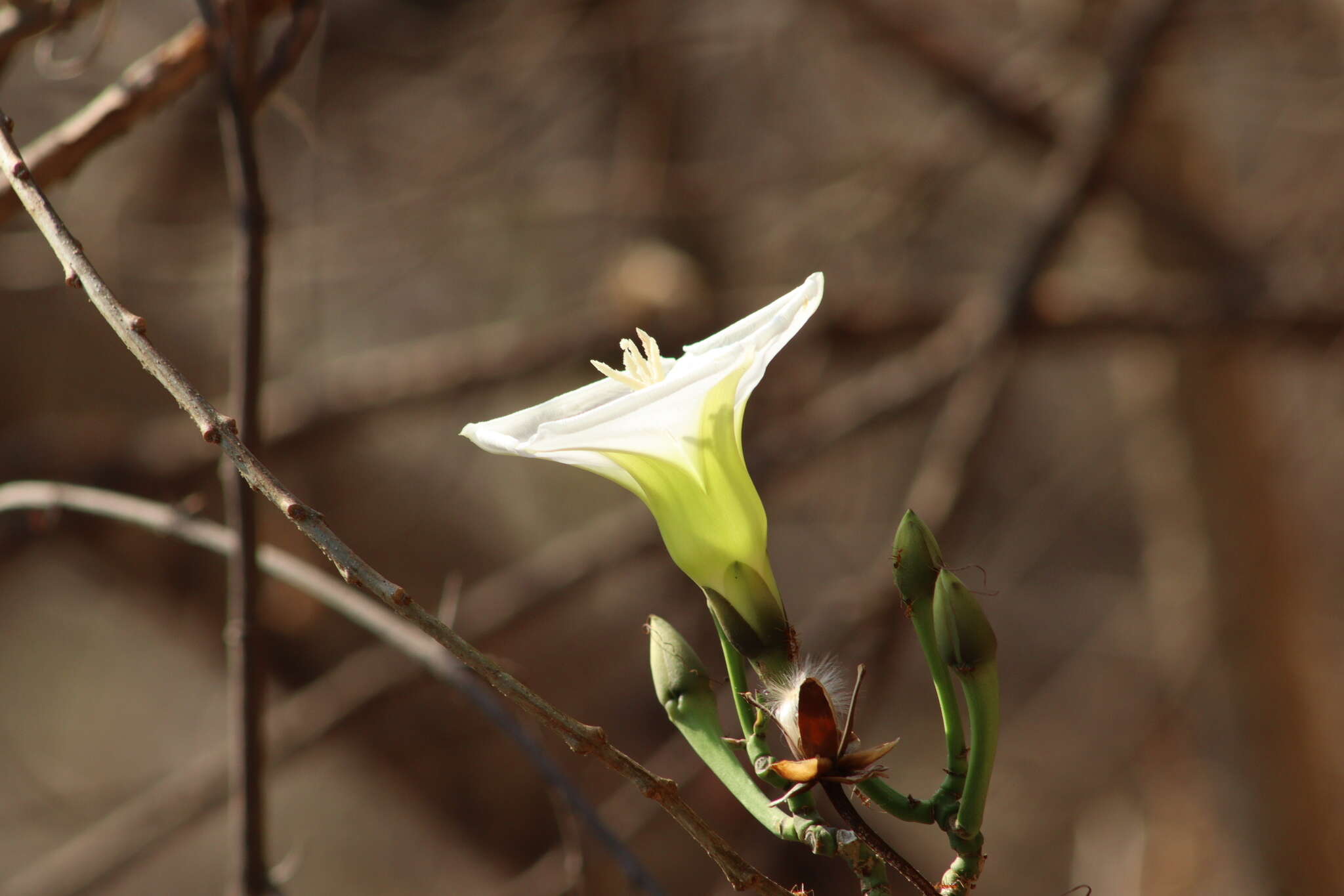 Plancia ëd Ipomoea pauciflora subsp. pauciflora