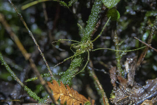 Image of Algidia viridata bicolor Forster 1954