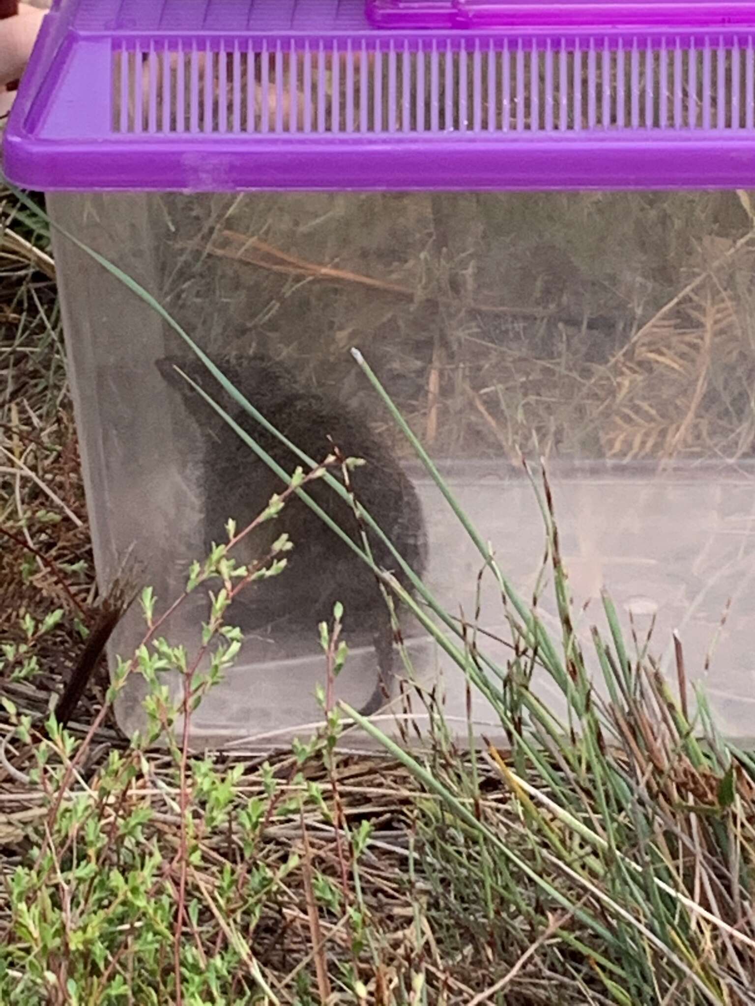 Image of Little Tasmanian Marsupial-mouse