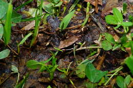 صورة Lithobates sierramadrensis (Taylor 1939)