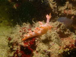 Image of Bornella stellifera (A. Adams & Reeve)