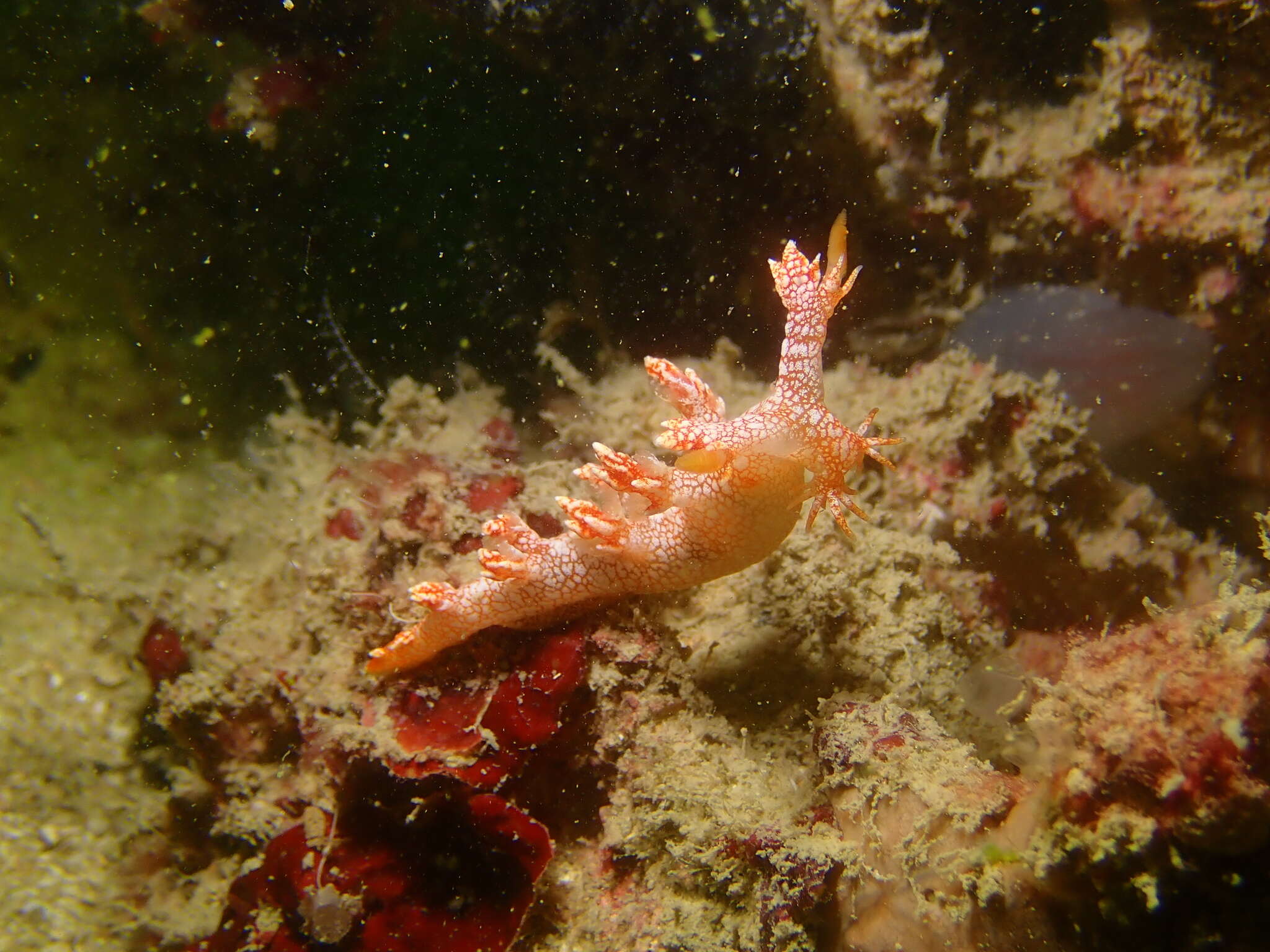 Image of Bornella stellifera (A. Adams & Reeve)