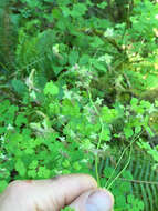 Image of western meadow-rue